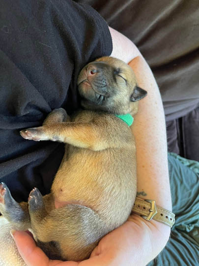 chinook dog